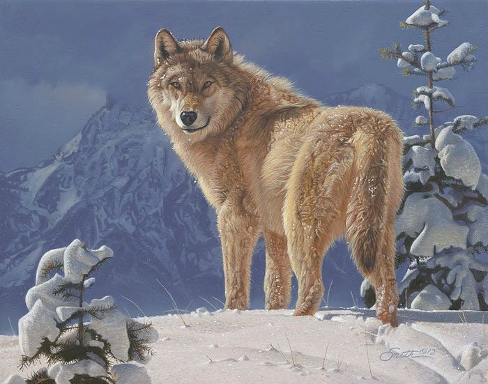 Cold Stare by Daniel Smith